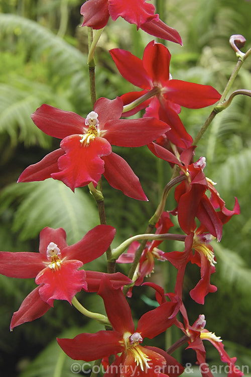 xBurrageara. Living. Fire 'Glowing. Embers' (<i>Miltonia x Cochlioda x Odontoglossum x Oncidium</i>), an easily cultivated, long-flowering. Oncidium alliance orchid that has a rather complex parentage that has given rise to many showy hybrids. burrageara-2558htm'>Burrageara.