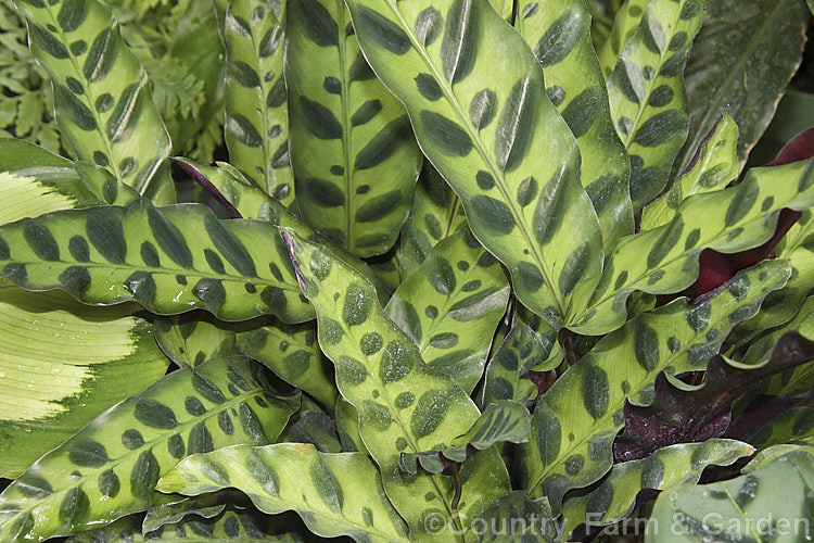 Calathea crotalifera (syn. Calathea insignis</i>), found in Mexico, Ecuador and Panama, this evergreen rhizomatous perennial has attractively marked leaves and is usually seen grown as a foliage house plant. Its yellow flowers are not especially showy.