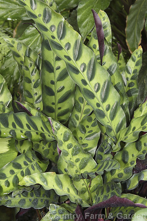 Calathea crotalifera (syn. Calathea insignis</i>), found in Mexico, Ecuador and Panama, this evergreen rhizomatous perennial has attractively marked leaves and is usually seen grown as a foliage house plant. Its yellow flowers are not especially showy.