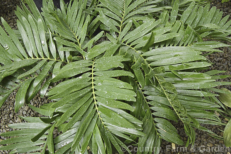 Dwarf Florida Arrowroot or Coontie (<i>Zamia pumila subsp. pygmaea</i>), a very compact form of a cycad native to Florida, Cuba and the West Indies. Order: Cycadales, Family: Zamiaceae