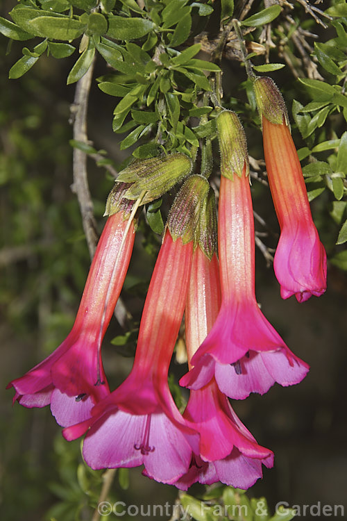 Sacred Flower of the Incas (<i>Cantua buxifolia</i>), a large, wiry-stemmed shrub native to the mountains of Peru, Bolivia and northernChile. It flowers for much of the year. Order: Ericales, Family: Polemoniaceae