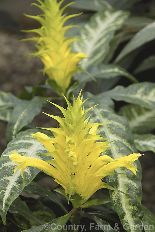 Yellow Pagoda (<i>Aphelandra chamissoniana</i>), an evergreen shrub native to Brazil. The leaves have silvery veins and both the flowers and the bracts around them are bright yellow. aphelandra-2346htm'>Aphelandra.