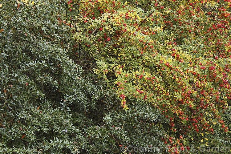 The autumn foliage and fruit of the deciduous. Wilson's Barberry (<i>Berberis wilsoniae [right]) contrasted with the dark green foliage of the evergreen. Berberis verruculosa (left</i>). Both are. Chinese species. berberis-2186htm'>Berberis. Order: Ranunculales, Family: Berberidaceae