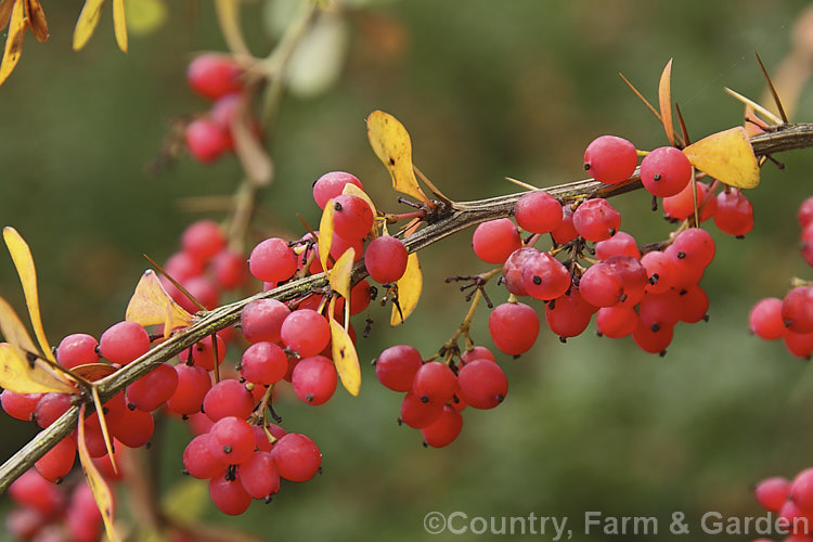 Wilson's Barberry (<i>Berberis wilsoniae</i>) in early winter. This 1-2m tall, spreading, fiercely thorny, deciduous shrub is native to western China. The small pinkish-red berries shown here develop from pale yellow flowers. berberis-2186htm'>Berberis. Order: Ranunculales, Family: Berberidaceae