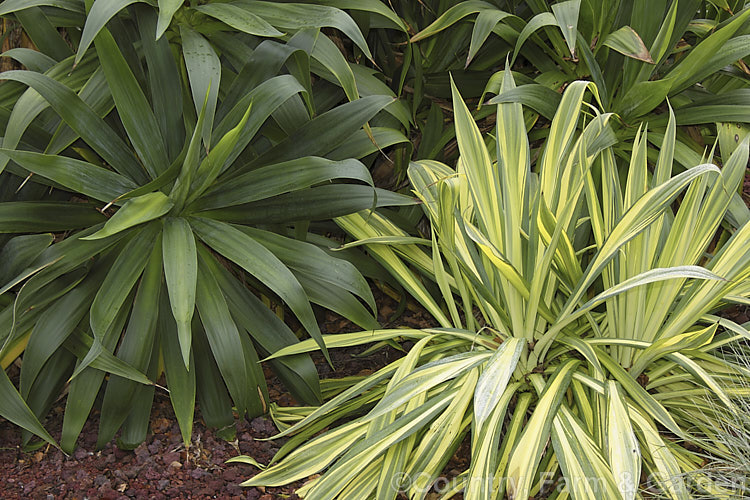 The normal blue-green-leafed form of Beschorneria yuccoides contrasted with creamy yellow and green foliage of the cultivar 'Variegata'. This semi-succulent yucca-like perennial comes from Mexico and from late winter develops tall red flower stems with tubular, green flowers that are partially concealed by red bracts. beschorneria-2412htm'>Beschorneria.