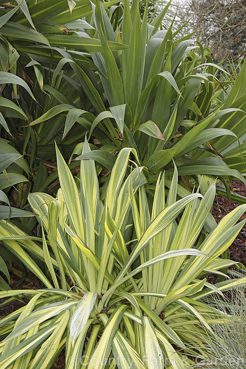 The normal blue-green-leafed form of Beschorneria yuccoides contrasted with creamy yellow and green foliage of the cultivar 'Variegata'. This semi-succulent yucca-like perennial comes from Mexico and from late winter develops tall red flower stems with tubular, green flowers that are partially concealed by red bracts. beschorneria-2412htm'>Beschorneria.