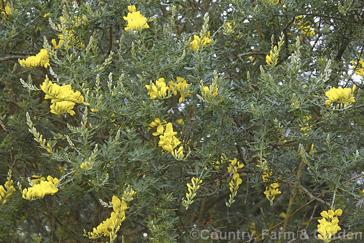 Canary Island Broom (<i>Genista canariensis [syn. Cytisus canariensis], a 2-3m tall evergreen shrub native to the Canary Islands. Its flowers appear from mid-winter and are fragrant. genista-2407htm'>Genista.