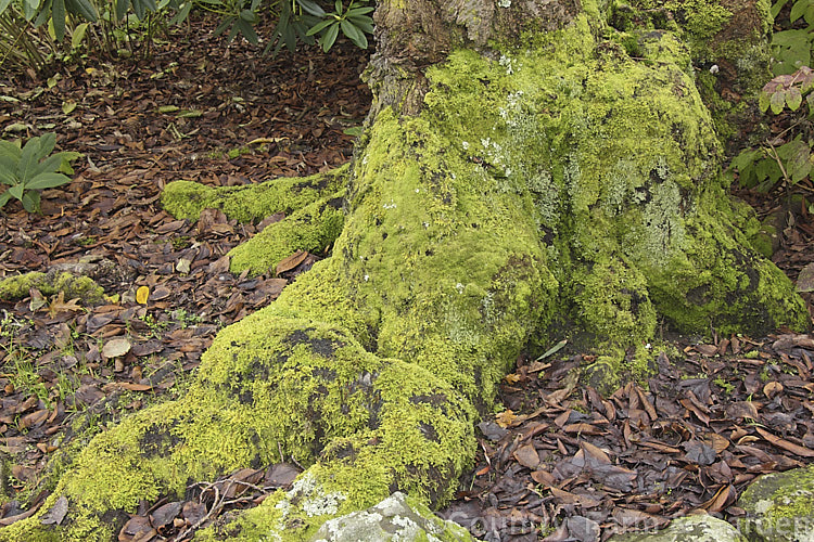Mosses and lichens covering the lower trunk and exposed roots of a cherry tree. The principle moss in this image is Cypress Moss or Cypress-leaved Plaitmoss (<i>Hypnum cupressiforme</i>), a low-growing moss found almost worldwide. It can form a dense, soft carpet and grows on a wide variety of surfaces. hypnum-3686htm'>Hypnum. <a href='hypnaceae-plant-family-photoshtml'>Hypnaceae</a>.