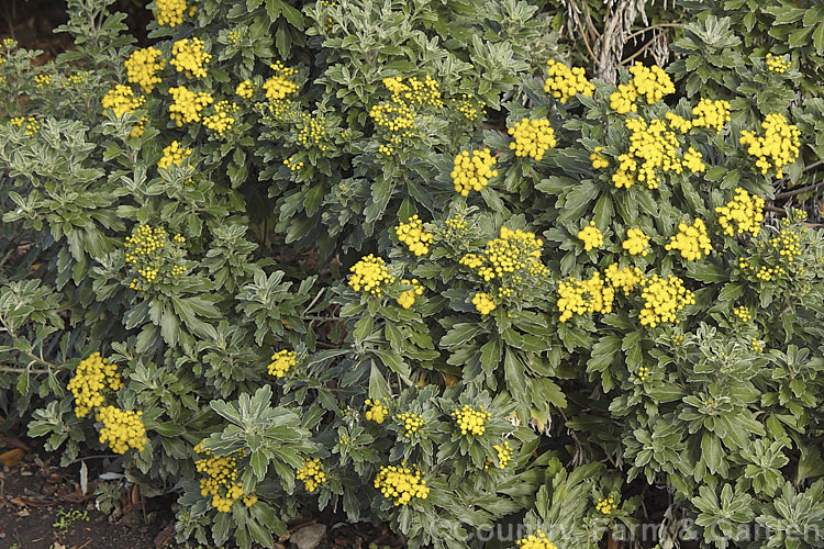 Pacific Chrysanthemum (<i>Ajania pacifica [syn. Chrysanthemum pacificum]), an evergreen or near-evergreen woody-stemmed perennial or subshrub native to Japan and nearby parts of eastern Russia. In mild climates it will often flower in winter. It is sometimes called the silver and gold chrysanthemum because of the colours of the silver-grey indumentum on the underside of the leaves and the yellow flowerheads. Order: Asterales, Family: Asteraceae