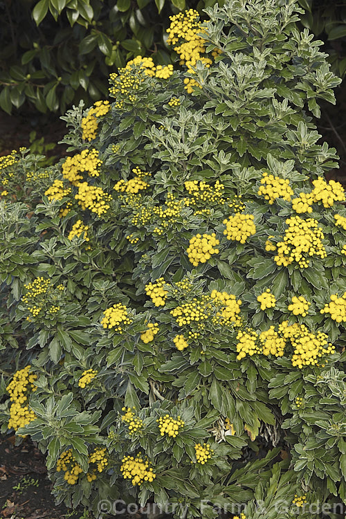 Pacific Chrysanthemum (<i>Ajania pacifica [syn. Chrysanthemum pacificum]), an evergreen or near-evergreen woody-stemmed perennial or subshrub native to Japan and nearby parts of eastern Russia. In mild climates it will often flower in winter. It is sometimes called the silver and gold chrysanthemum because of the colours of the silver-grey indumentum on the underside of the leaves and the yellow flowerheads. Order: Asterales, Family: Asteraceae