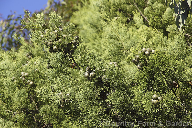 The foliage and near mature cones of the Murray. River Cypress. Pine (<i>Callitris columellaris</i>), a narrow, upright, 25m tall, evergreen conifer native to eastern Australia. It is a Cupressus relative not a pine. callitris-2625htm'>Callitris. Order: Pinales, Family: Cupressaceae