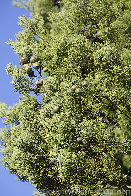 The foliage and near mature cones of the Murray. River Cypress. Pine (<i>Callitris columellaris</i>), a narrow, upright, 25m tall, evergreen conifer native to eastern Australia. It is a Cupressus relative not a pine. callitris-2625htm'>Callitris. Order: Pinales, Family: Cupressaceae