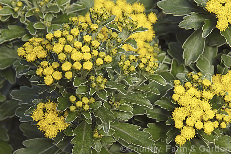 Pacific Chrysanthemum (<i>Ajania pacifica [syn. Chrysanthemum pacificum]), an evergreen or near-evergreen woody-stemmed perennial or subshrub native to Japan and nearby parts of eastern Russia. In mild climates it will often flower in winter. It is sometimes called the silver and gold chrysanthemum because of the colours of the silver-grey indumentum on the underside of the leaves and the yellow flowerheads. Order: Asterales, Family: Asteraceae