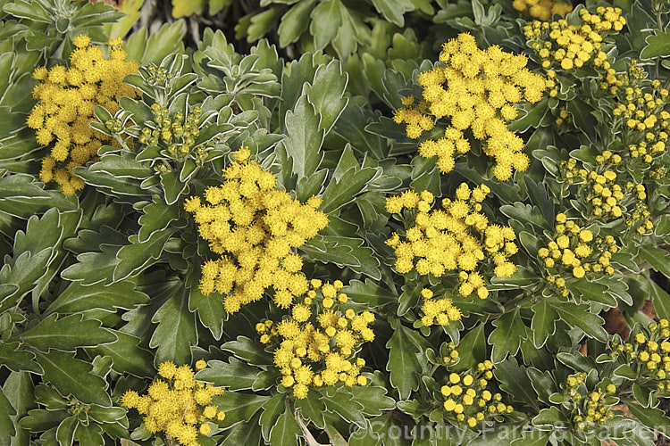 Pacific Chrysanthemum (<i>Ajania pacifica [syn. Chrysanthemum pacificum]), an evergreen or near-evergreen woody-stemmed perennial or subshrub native to Japan and nearby parts of eastern Russia. In mild climates it will often flower in winter. It is sometimes called the silver and gold chrysanthemum because of the colours of the silver-grey indumentum on the underside of the leaves and the yellow flowerheads. Order: Asterales, Family: Asteraceae