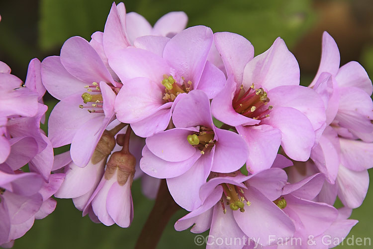 The flowerhead of Pigsqueak (<i>Bergenia cordifolia</i>), a hardy perennial native to Siberia. The large leaves are near-evergreen in mild climates. Its flowers, on reddish stems up to 30cm high, open from late winter. The common name supposedly comes from the squeals of delight given by pigs on finding the rhizomes, though it may also be because of the noise produced by rubbing the wet foliage. bergenia-2281htm'>Bergenia. <a href='saxifragaceae-plant-family-photoshtml'>Saxifragaceae</a>.