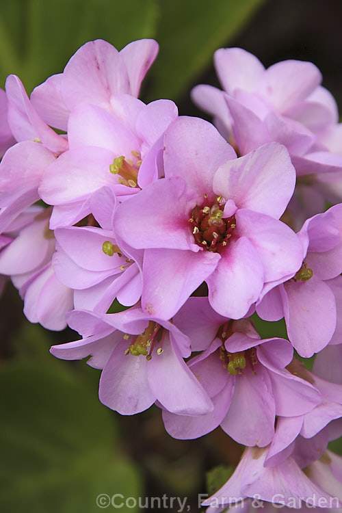 The flowerhead of Pigsqueak (<i>Bergenia cordifolia</i>), a hardy perennial native to Siberia. The large leaves are near-evergreen in mild climates. Its flowers, on reddish stems up to 30cm high, open from late winter. The common name supposedly comes from the squeals of delight given by pigs on finding the rhizomes, though it may also be because of the noise produced by rubbing the wet foliage. bergenia-2281htm'>Bergenia. <a href='saxifragaceae-plant-family-photoshtml'>Saxifragaceae</a>.