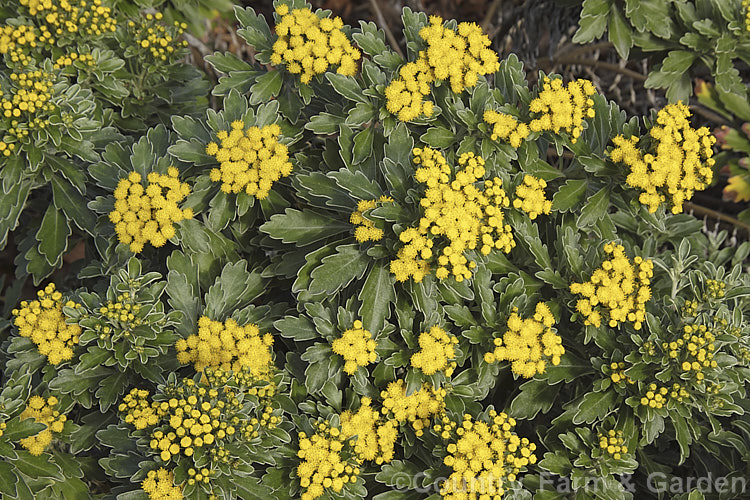 Pacific Chrysanthemum (<i>Ajania pacifica [syn. Chrysanthemum pacificum]), an evergreen or near-evergreen woody-stemmed perennial or subshrub native to Japan and nearby parts of eastern Russia. In mild climates it will often flower in winter. It is sometimes called the silver and gold chrysanthemum because of the colours of the silver-grey indumentum on the underside of the leaves and the yellow flowerheads. Order: Asterales, Family: Asteraceae