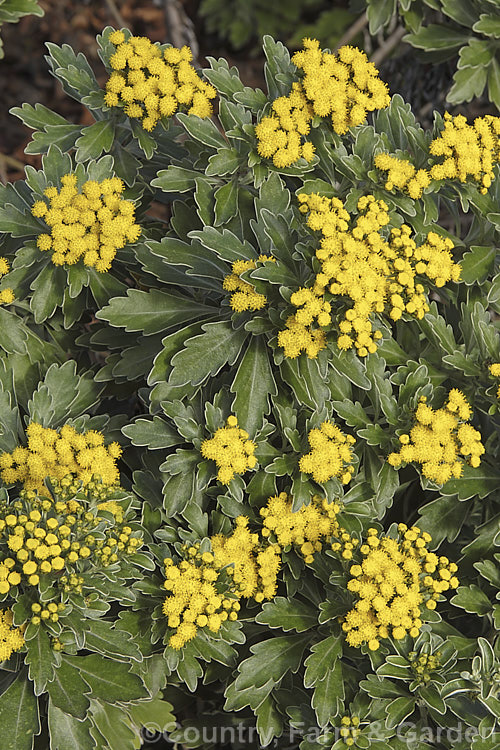 Pacific Chrysanthemum (<i>Ajania pacifica [syn. Chrysanthemum pacificum]), an evergreen or near-evergreen woody-stemmed perennial or subshrub native to Japan and nearby parts of eastern Russia. In mild climates it will often flower in winter. It is sometimes called the silver and gold chrysanthemum because of the colours of the silver-grey indumentum on the underside of the leaves and the yellow flowerheads. Order: Asterales, Family: Asteraceae