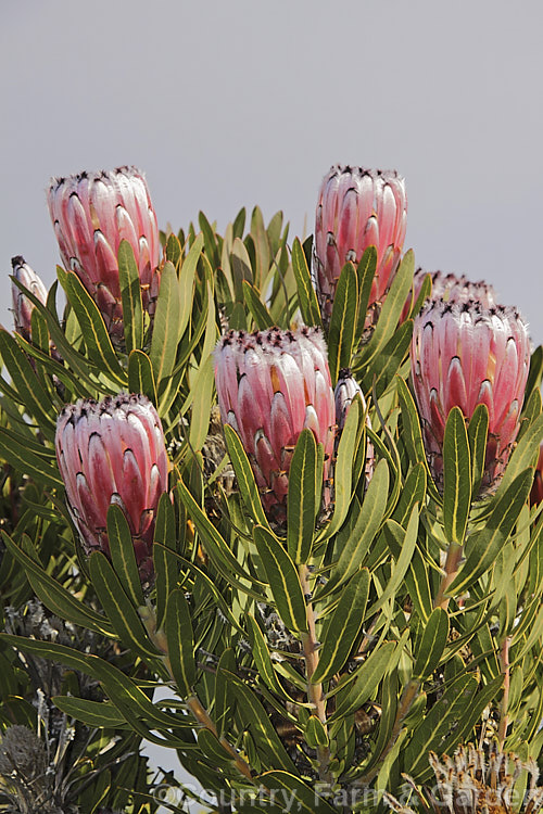 Protea neriifolia 'Silvertips', a white-tipped cultivar of this normally black-tipped species from South Africa. Proteas are excellent cut blooms and widely grown for this purpose.