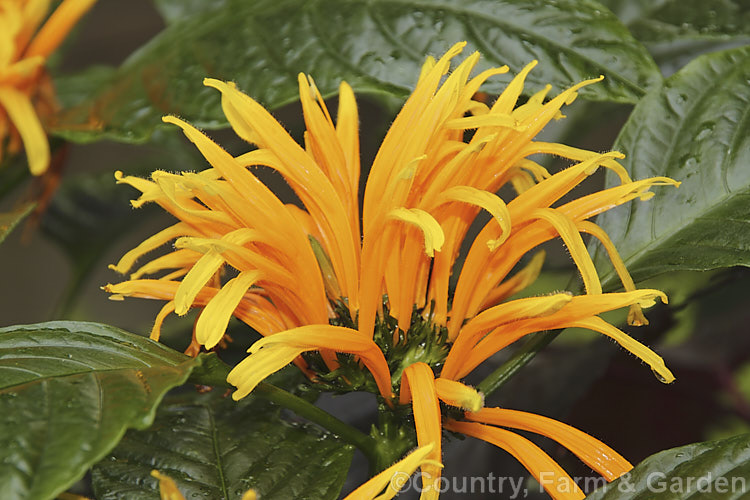 Yellow Jacobinia (<i>Justicia umbrosa [syns. Justicia aurea, Adhatoda umbrosa</i>), an evergreen shrub native to Brazil. It can grow to over 3m tall and has a long flowering season, with flower spikes to around 20cm long. The flower colour is typically a bright yellow but can extend into various shades of gold and orange. There is also a white-flowered cultivar. justicia-2717htm'>Justicia.