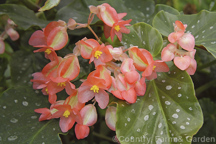 Begonia albopicta 'Rosea', a pink-flowered cultivar of the Guinea-wing. Begonia (<i>Begonia albopicta</i>), an evergreen, fibrous-rooted perennial native to Brazil. It is notable for its cane-like stems, white-spotted foliage and pendent clusters of flowers, which appear mainly in autumn and early winter. Order: Cucurbitales, Family: Begoniaceae