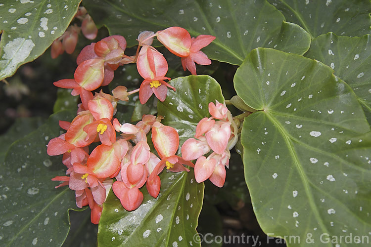 Begonia albopicta 'Rosea', a pink-flowered cultivar of the Guinea-wing. Begonia (<i>Begonia albopicta</i>), an evergreen, fibrous-rooted perennial native to Brazil. It is notable for its cane-like stems, white-spotted foliage and pendent clusters of flowers, which appear mainly in autumn and early winter. Order: Cucurbitales, Family: Begoniaceae