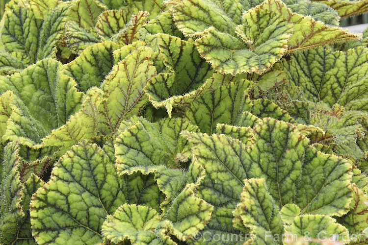 Begonia 'Bokit', a fancy foliage hybrid ('Bowtique' x 'Tiger. Kitten') of Begonia bowerae introduced in 1975 by Woodriff and Leslie. The leaves are very hairy, with interestingly marked upper surfaces and red-veined undersides. Order: Cucurbitales, Family: Begoniaceae