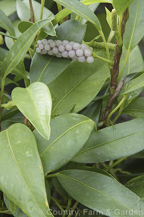 Anthurium scandens, a climbing or creeping perennial, often epiphytic, found from the Caribbean and Mexico to Guyana and Peru. Its flowers and spathes are small and not brightly coloured but its fruiting spikes are distinctive. anthurium-2027htm'>Anthurium.