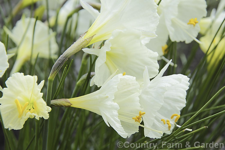 Narcissus romieuxii subsp. romieuxii var. rifanus, a variety of the typical form of a rather variable hoop petticoat daffodil native to Algeria. It begins to flower very early, often before the shortest day and differs from the normal subspecies form by having slightly upward facing flowers with anthers that extend beyond the corona. The flowers are pale butter yellow on first opening but age to cream with yellow throats. Order: Asparagales, Family: Amaryllidaceae