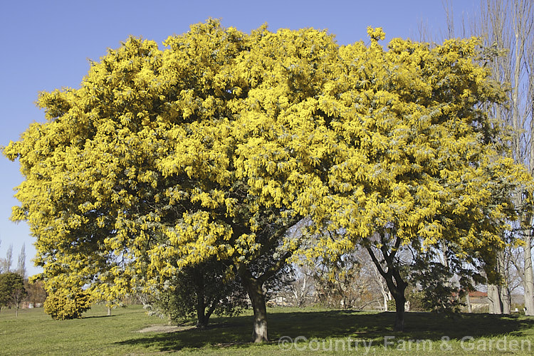 Cootamundra Wattle (<i>Acacia baileyana</i>), a bushy 5-8m tall tree native to south-eastern Australia. One of the most widely cultivated wattles, its flowers open from mid-winter and last well into spring. The ferny, silver-grey foliage is very distinctive. Order: Fabales, Family: Fabaceae