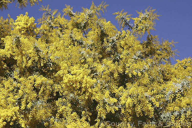 Cootamundra Wattle (<i>Acacia baileyana</i>), a bushy 5-8m tall tree native to south-eastern Australia. One of the most widely cultivated wattles, its flowers open from mid-winter and last well into spring. The ferny, silver-grey foliage is very distinctive. Order: Fabales, Family: Fabaceae