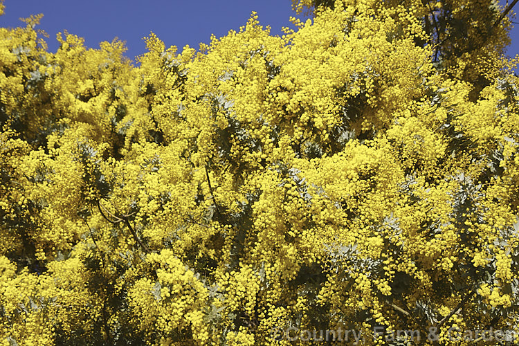 Cootamundra Wattle (<i>Acacia baileyana</i>), a bushy 5-8m tall tree native to south-eastern Australia. One of the most widely cultivated wattles, its flowers open from mid-winter and last well into spring. The ferny, silver-grey foliage is very distinctive. Order: Fabales, Family: Fabaceae