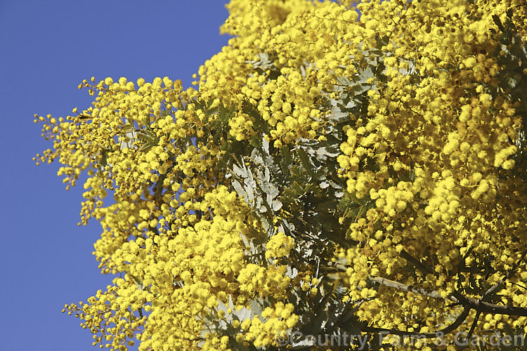 Cootamundra Wattle (<i>Acacia baileyana</i>), a bushy 5-8m tall tree native to south-eastern Australia. One of the most widely cultivated wattles, its flowers open from mid-winter and last well into spring. The ferny, silver-grey foliage is very distinctive. Order: Fabales, Family: Fabaceae