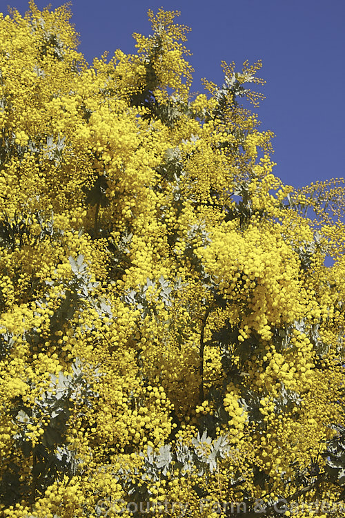 Cootamundra Wattle (<i>Acacia baileyana</i>), a bushy 5-8m tall tree native to south-eastern Australia. One of the most widely cultivated wattles, its flowers open from mid-winter and last well into spring. The ferny, silver-grey foliage is very distinctive. Order: Fabales, Family: Fabaceae