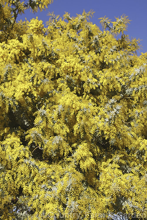 Cootamundra Wattle (<i>Acacia baileyana</i>), a bushy 5-8m tall tree native to south-eastern Australia. One of the most widely cultivated wattles, its flowers open from mid-winter and last well into spring. The ferny, silver-grey foliage is very distinctive. Order: Fabales, Family: Fabaceae