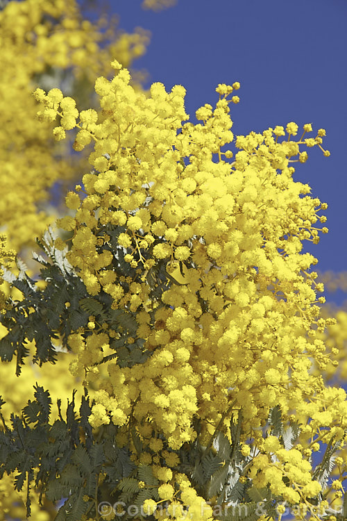 Cootamundra Wattle (<i>Acacia baileyana</i>), a bushy 5-8m tall tree native to south-eastern Australia. One of the most widely cultivated wattles, its flowers open from mid-winter and last well into spring. The ferny, silver-grey foliage is very distinctive. Order: Fabales, Family: Fabaceae