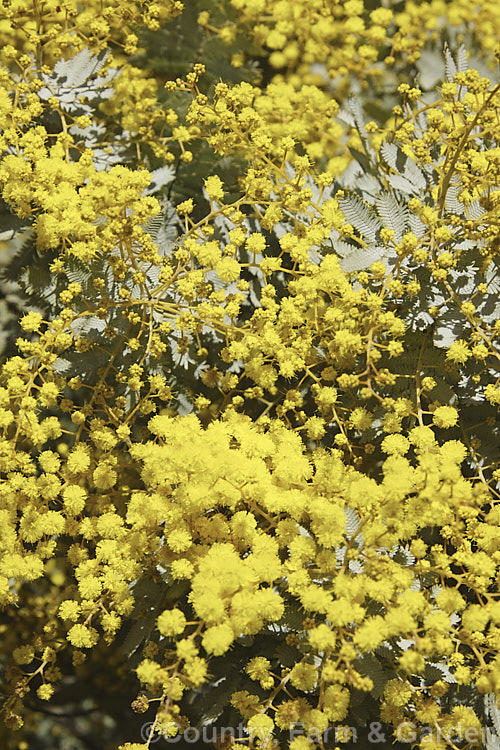 Cootamundra Wattle (<i>Acacia baileyana</i>), a bushy 5-8m tall tree native to south-eastern Australia. One of the most widely cultivated wattles, its flowers open from mid-winter and last well into spring. The ferny, silver-grey foliage is very distinctive. Order: Fabales, Family: Fabaceae