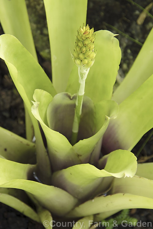 <i>Aechmea gamosepala</i> var. <i>nivea</i> 'Cappuccino', a cultivar of a Brazilian bromeliad. The species has pale green leaves and heads of white-tipped dull red flowers on a stem up to 50cm high 'Cappuccino' differs in having creamy brown and white flowers. When the plant is in flower the foliage vase develops a mauve tint at the base. Order: Poales, Family: Bromeliaceae