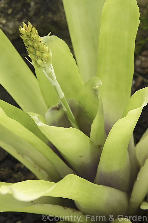 <i>Aechmea gamosepala</i> var. <i>nivea</i> 'Cappuccino', a cultivar of a Brazilian bromeliad. The species has pale green leaves and heads of white-tipped dull red flowers on a stem up to 50cm high 'Cappuccino' differs in having creamy brown and white flowers. When the plant is in flower the foliage vase develops a mauve tint at the base. Order: Poales, Family: Bromeliaceae