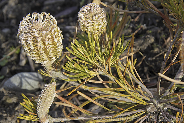 A very small winter-flowering. Banksia. This plant was no more than 20cm tall, with a spread of around 40cm. It was labelled. Banksia spinulosa var. spinulosa, but even though there are dwarf forms of this species, that seems unlikely. If any visitor can identify it please <a href='contactushtml' style='color:red'>contact us</a>. Order: Proteales, Family: Proteaceae