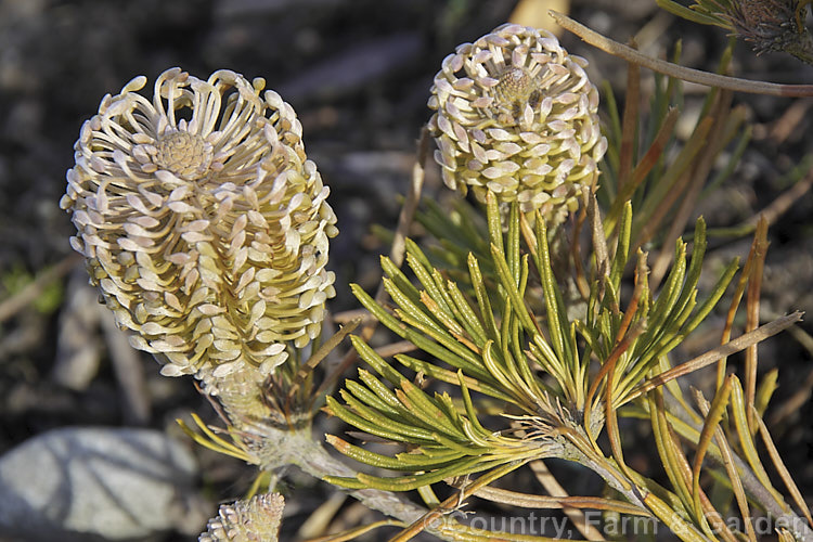 A very small winter-flowering. Banksia. This plant was no more than 20cm tall, with a spread of around 40cm. It was labelled. Banksia spinulosa var. spinulosa, but even though there are dwarf forms of this species, that seems unlikely. If any visitor can identify it please <a href='contactushtml' style='color:red'>contact us</a>. Order: Proteales, Family: Proteaceae