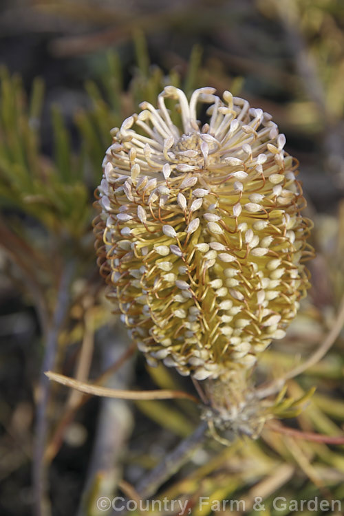 A very small winter-flowering. Banksia. This plant was no more than 20cm tall, with a spread of around 40cm. It was labelled. Banksia spinulosa var. spinulosa, but even though there are dwarf forms of this species, that seems unlikely. If any visitor can identify it please <a href='contactushtml' style='color:red'>contact us</a>. Order: Proteales, Family: Proteaceae