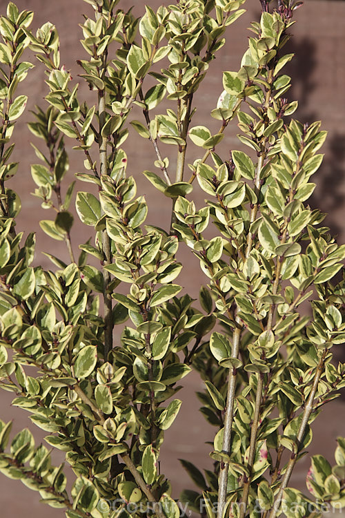 GlanleamGold'. Luma (<i>Amomyrtus luma [syns. Myrtus luma, Luma apiculata] 'GlanleamGold'), a boldly variegated cultivar of an evergreen shrub or tree up to 20m tall In winter the foliage develops pink tints. The scented flowers are followed by small, edible black berries. Native to Chile and Argentina. Order: Myrtales, Family: Myrtaceae