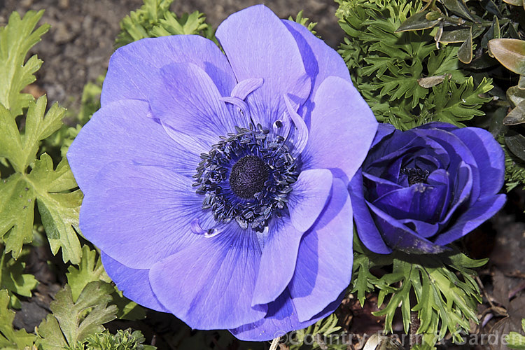 Bedding Anemone (<i>Anemone coronaria cultivar or hybrid</i>), a rhizomatous southern European perennial that has been extensively developed to produce large, fancy flowers. Many strains are grown. Order: Ranunculales, Family: Ranunculaceae