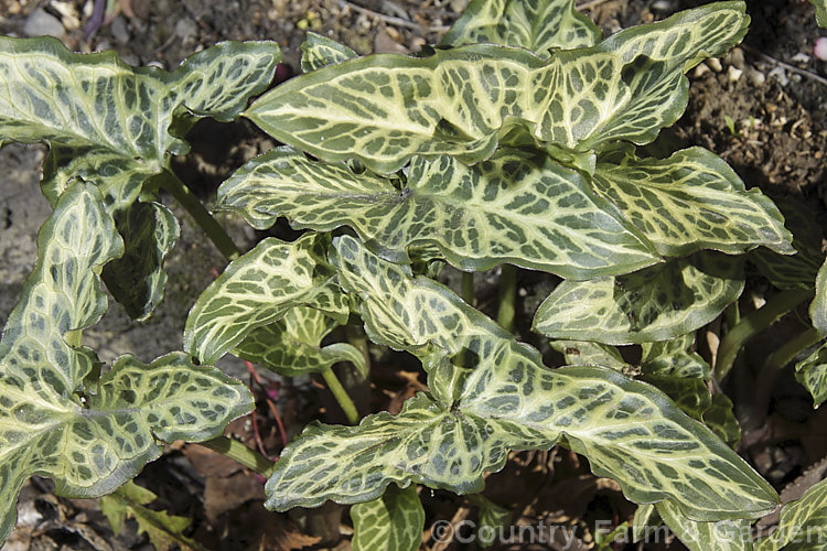 Arum italicum 'Winter. White', a boldly variegated cultivar of a tuberous perennial found in several forms from southern Europe to western Asia. It often naturalises in gardens and can form large patches. Most forms of Arum italicum have marbled foliage, but not usually so clearly or extensively patterned. arum-2367htm'>Arum.