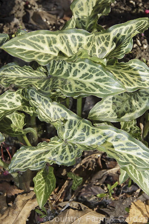 Arum italicum 'Winter. White', a boldly variegated cultivar of a tuberous perennial found in several forms from southern Europe to western Asia. It often naturalises in gardens and can form large patches. Most forms of Arum italicum have marbled foliage, but not usually so clearly or extensively patterned. arum-2367htm'>Arum.