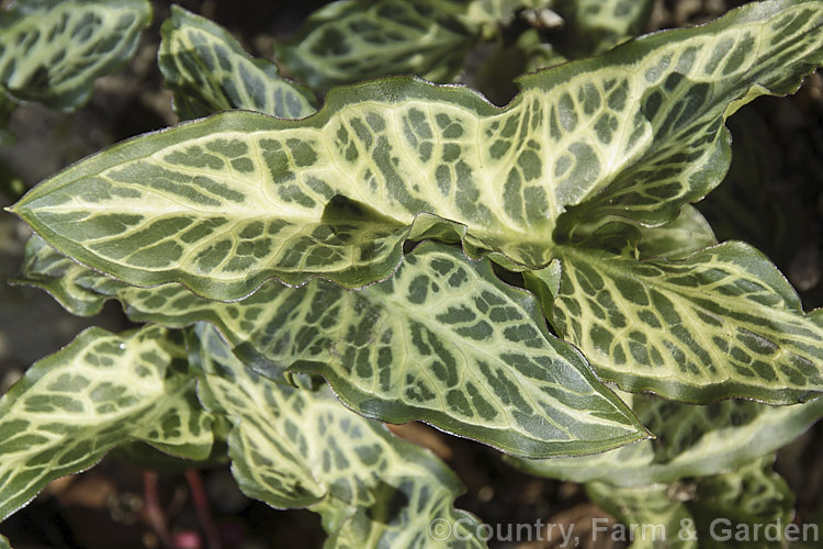 Arum italicum 'Winter. White', a boldly variegated cultivar of a tuberous perennial found in several forms from southern Europe to western Asia. It often naturalises in gardens and can form large patches. Most forms of Arum italicum have marbled foliage, but not usually so clearly or extensively patterned. arum-2367htm'>Arum.