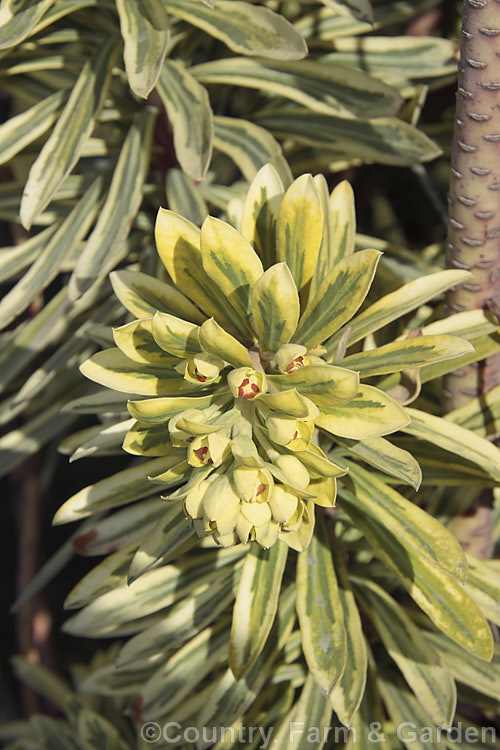 Euphorbia characias (syn. Euphorbia wulfenii, Euphorbia veneta</i>) 'Tasmanian. Tiger', a boldly variegated cultivar of a woody sub-shrub from the western Mediterranean that often self-sows and naturalises in suitable climates. It flowers mainly in spring and flowerheads are also variegated