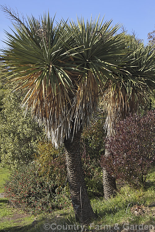 Spineless. Yucca or Giant Yucca (<i>Yucca gigantea [syns. Yucca guatemalensis, Yucca elephantipes]), a spear-leafed, tree-like, woody-stemmed, perennial found in southern Mexico and Central America. It grows to around 9m tall and has white to cream, bell-shaped flowers in summer.