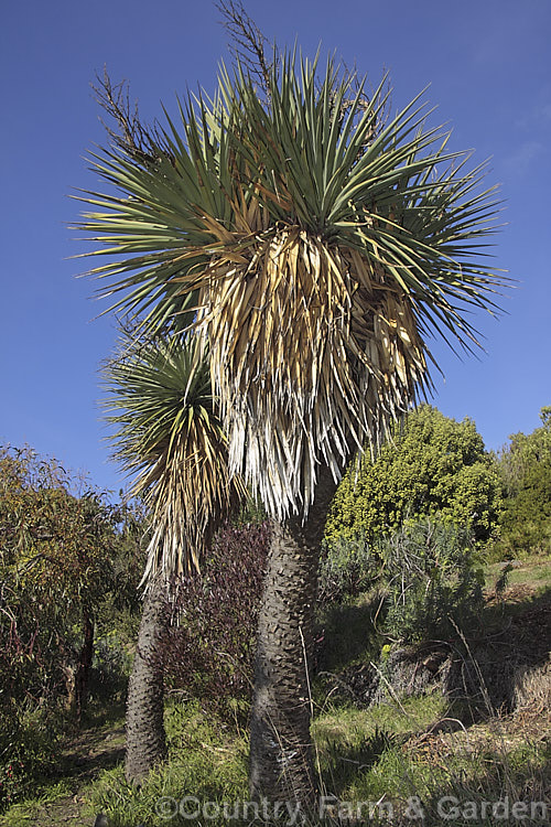 Spineless. Yucca or Giant Yucca (<i>Yucca gigantea [syns. Yucca guatemalensis, Yucca elephantipes]), a spear-leafed, tree-like, woody-stemmed, perennial found in southern Mexico and Central America. It grows to around 9m tall and has white to cream, bell-shaped flowers in summer.